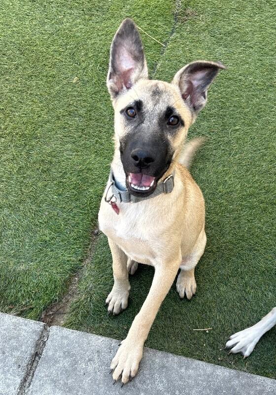 Ariana Grrr-ande, a Adoptable mixed breed in Van Nuys, CA image 4/6