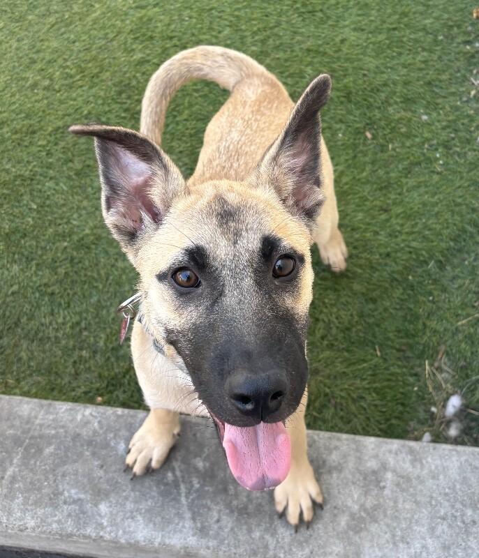 Ariana Grrr-ande, a Adoptable mixed breed in Van Nuys, CA image 5/6