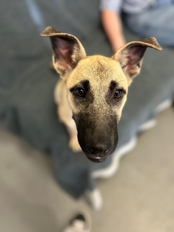 Ariana Grrr-ande, a Adoptable mixed breed in Van Nuys, CA image 5/6
