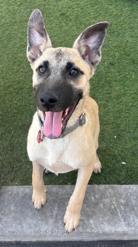 Ariana Grrr-ande, a Adoptable mixed breed in Van Nuys, CA image 6/6