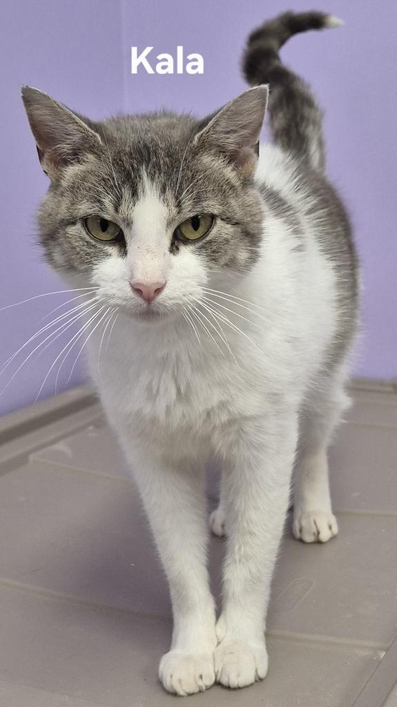 Kala, Adoptable, Young Female Domestic Short Hair.