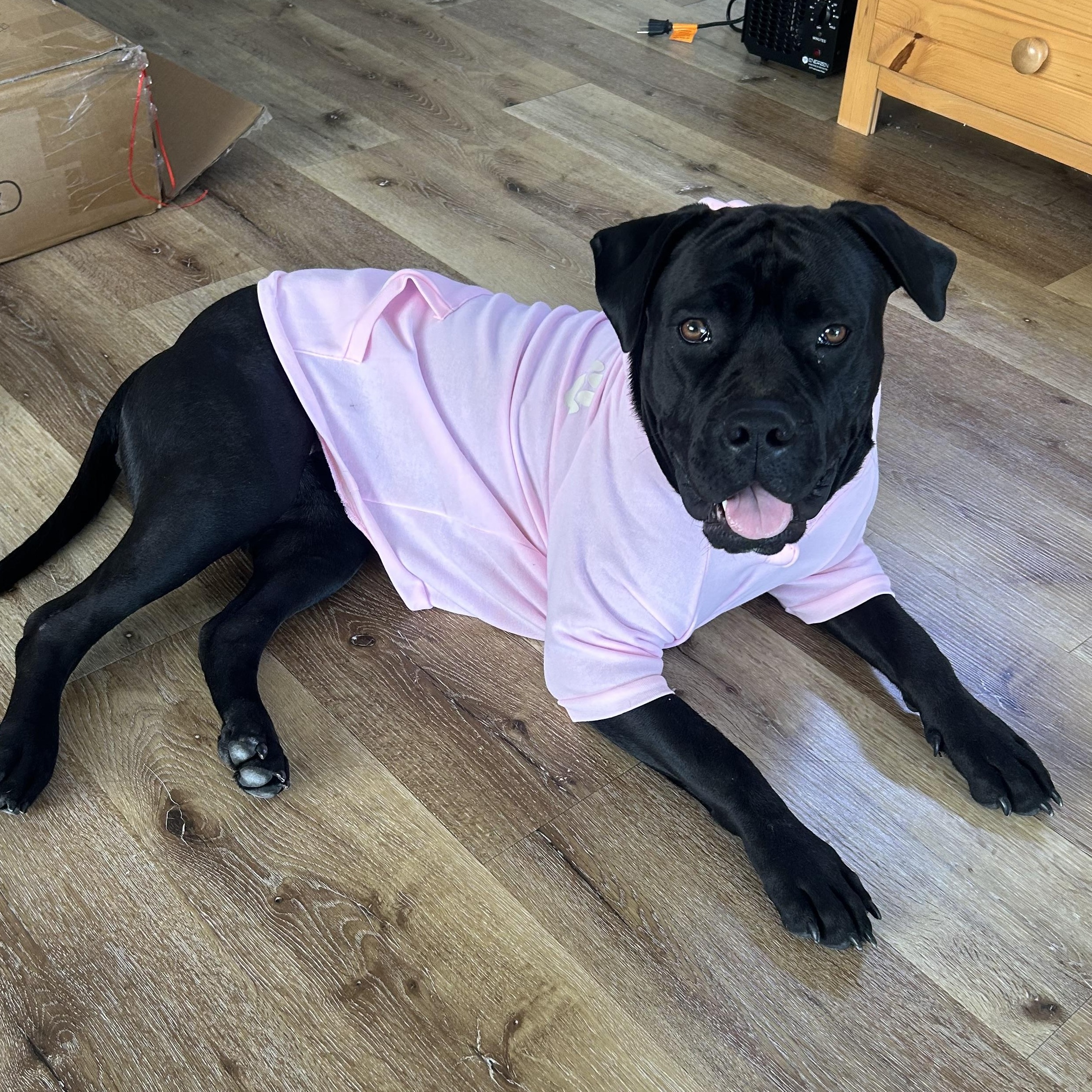 Maya, adopted, Young Female Cane Corso.