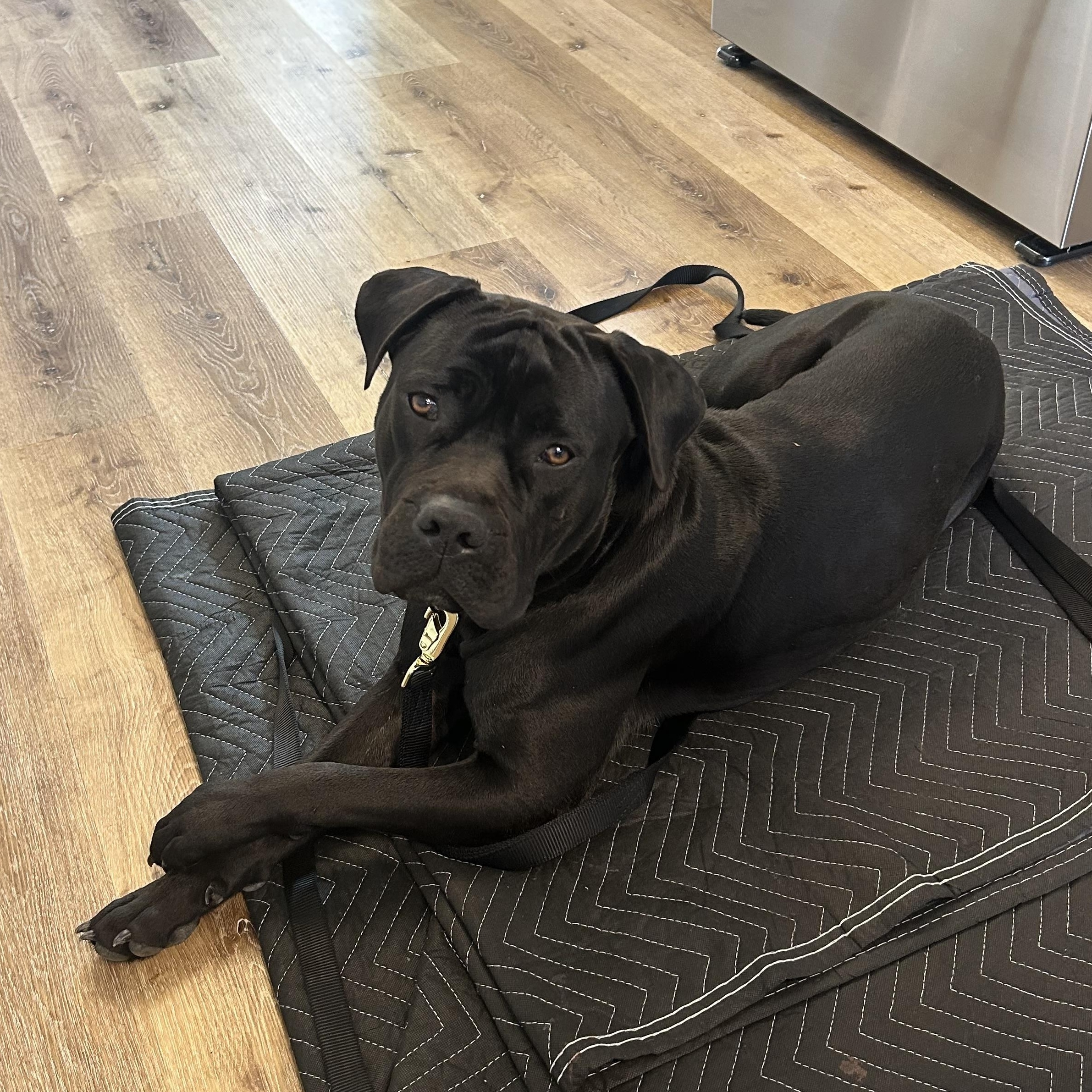 Enlarge Maya, an adopted mixed breed in Houston, TX image 5/5