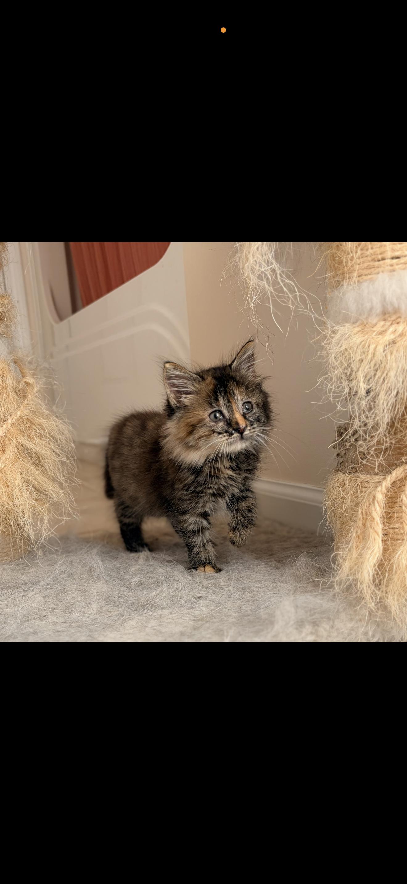 Tumbleweed, Adopted, Young Female Domestic Long Hair.