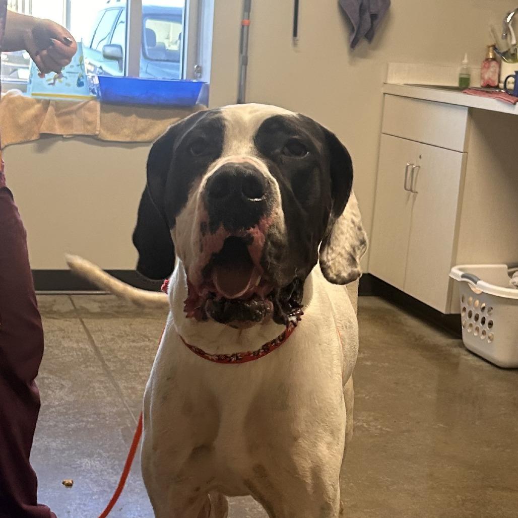 STRAY DOG "Oreo", Adoptable, Adult Female Great Dane & Mixed Breed.