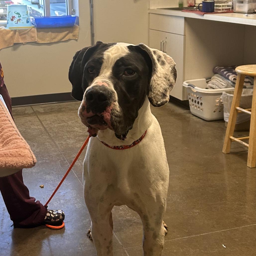 Enlarge STRAY DOG "Oreo", a Adoptable mixed breed in Saint Cloud, MN image 2/2