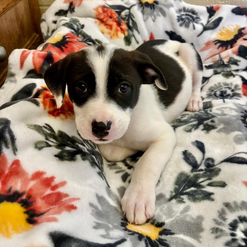 Enlarge Garbanzo, a Adoptable mixed breed in Fredericksburg, TX image 1/6