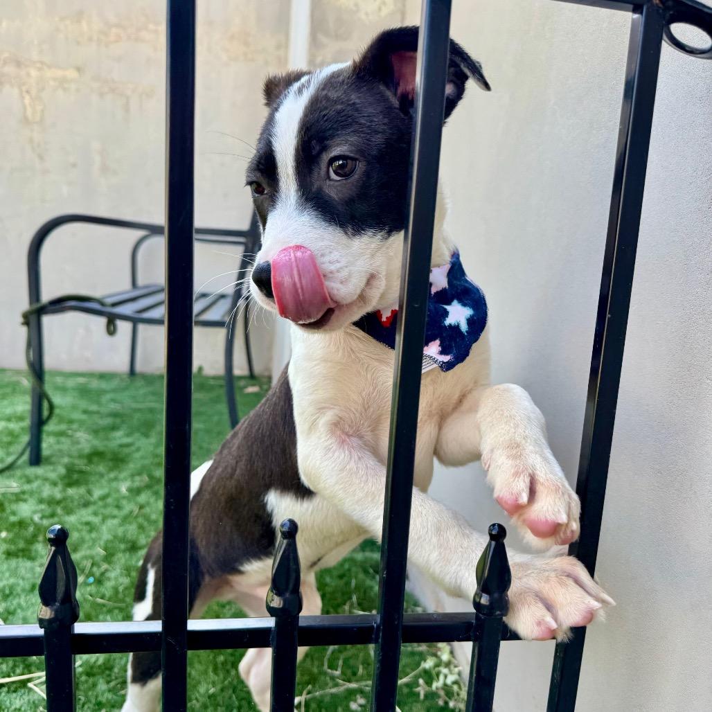 Enlarge Garbanzo, a Adoptable mixed breed in Fredericksburg, TX image 2/6
