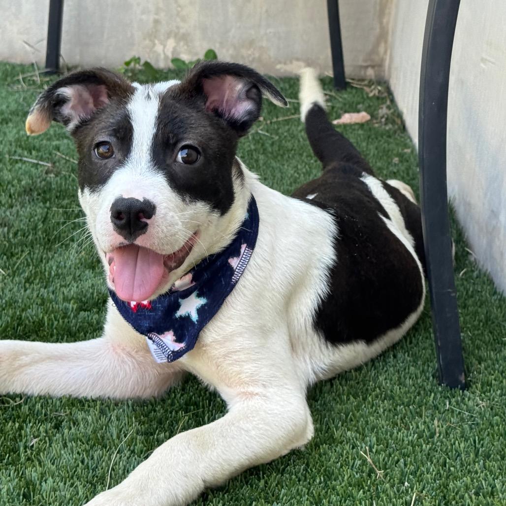 Enlarge Garbanzo, a Adoptable mixed breed in Fredericksburg, TX image 3/6