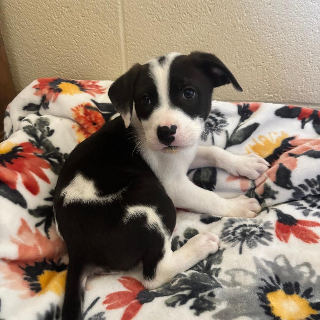 Enlarge Garbanzo, a Adoptable mixed breed in Fredericksburg, TX image 4/6