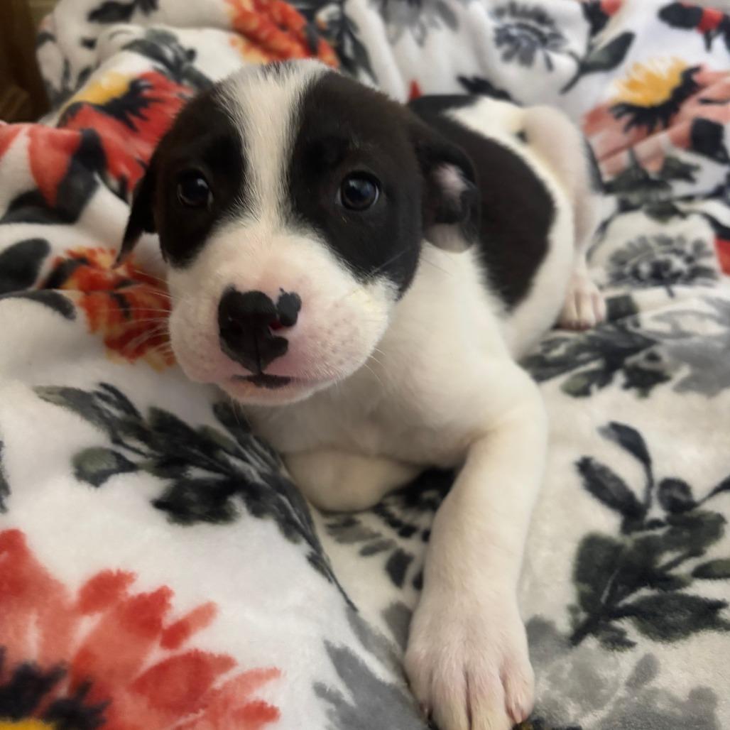 Enlarge Garbanzo, a Adoptable mixed breed in Fredericksburg, TX image 5/6