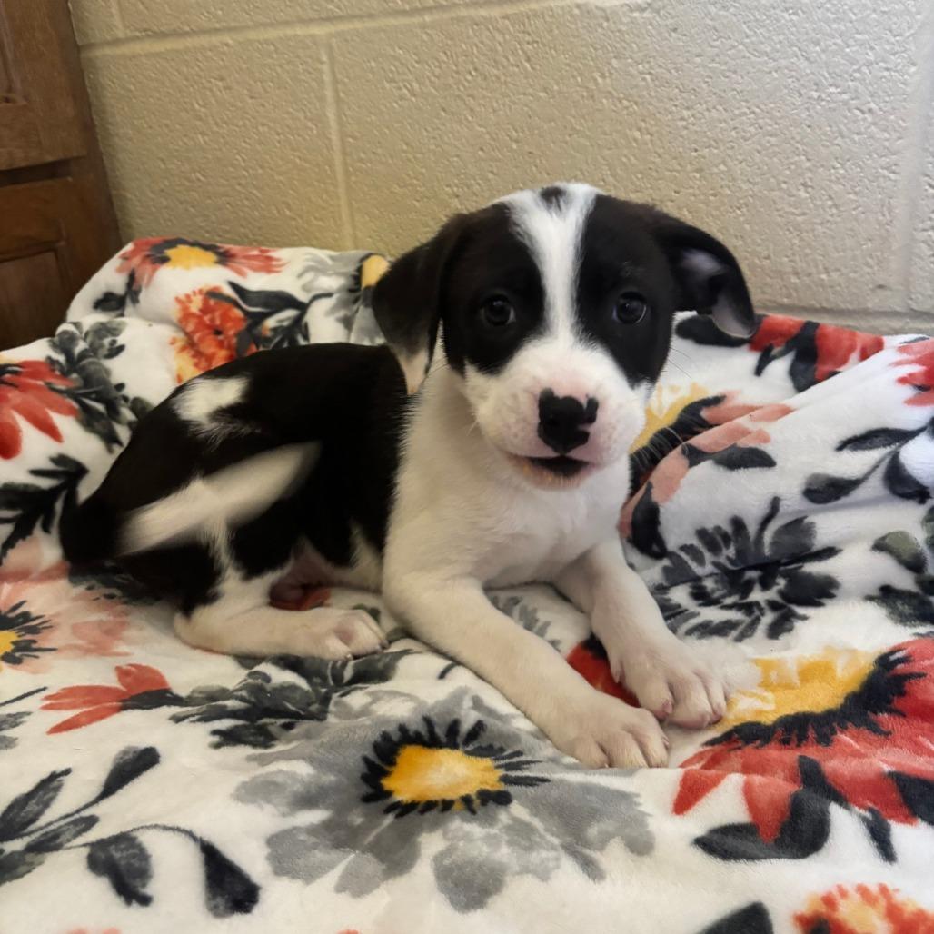 Enlarge Garbanzo, a Adoptable mixed breed in Fredericksburg, TX image 6/6