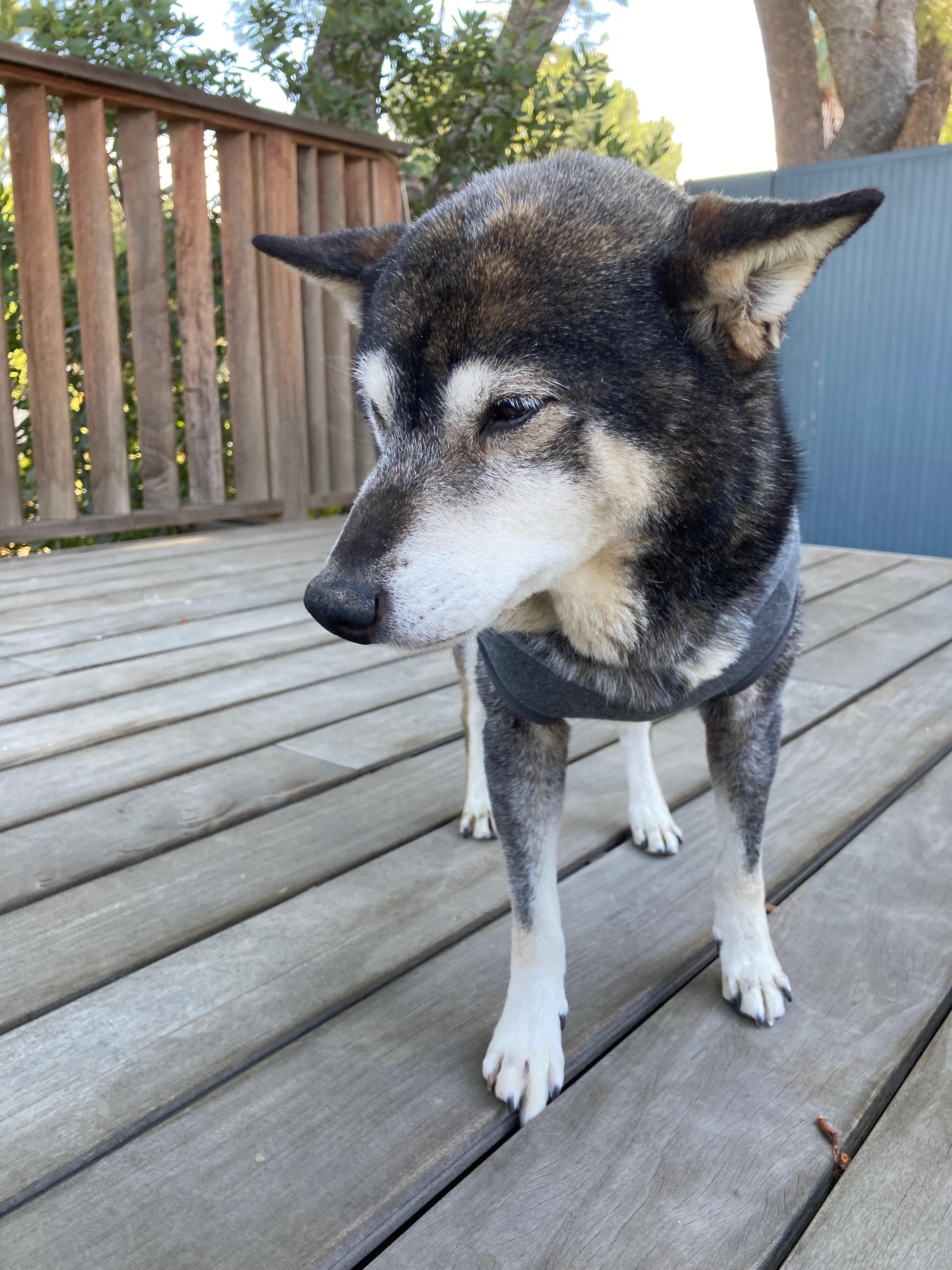 Suki, Adopted, Senior Female Shiba Inu.