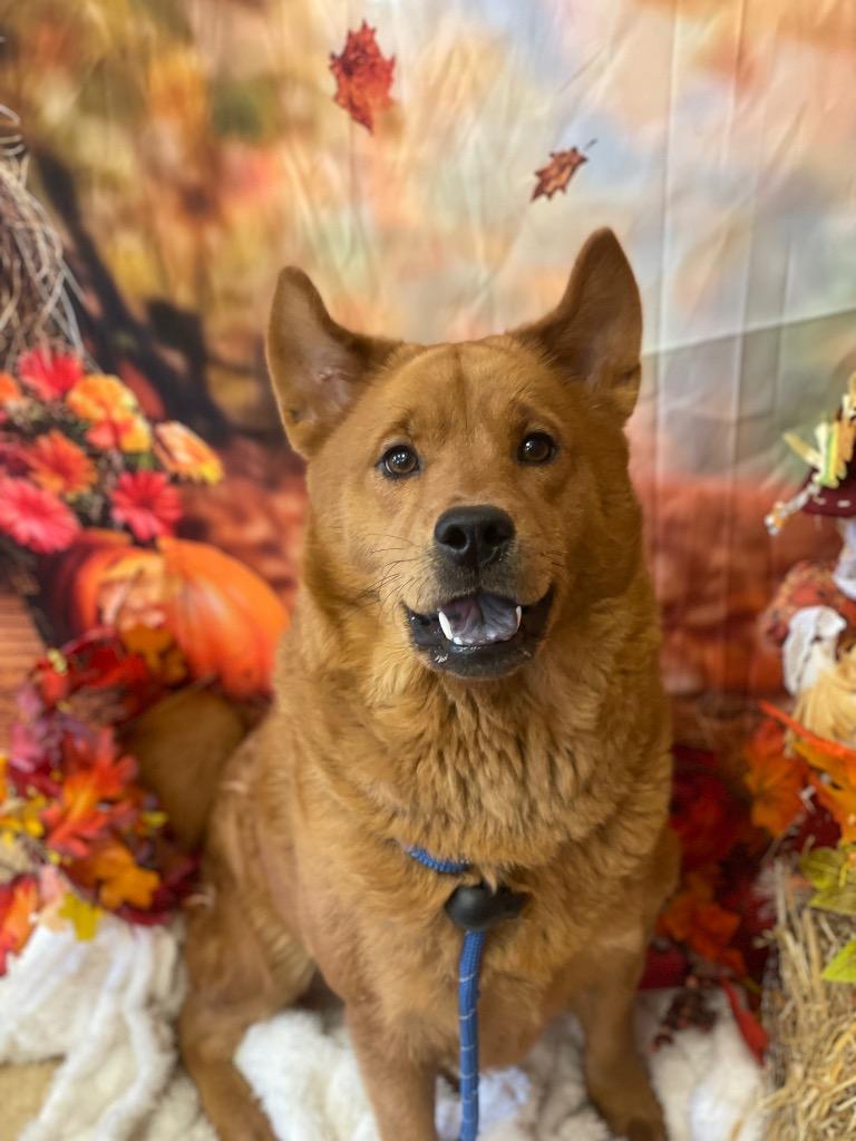 Enlarge PEANUT, a Adoptable Chow Chow in Wintersville, OH image 1/2