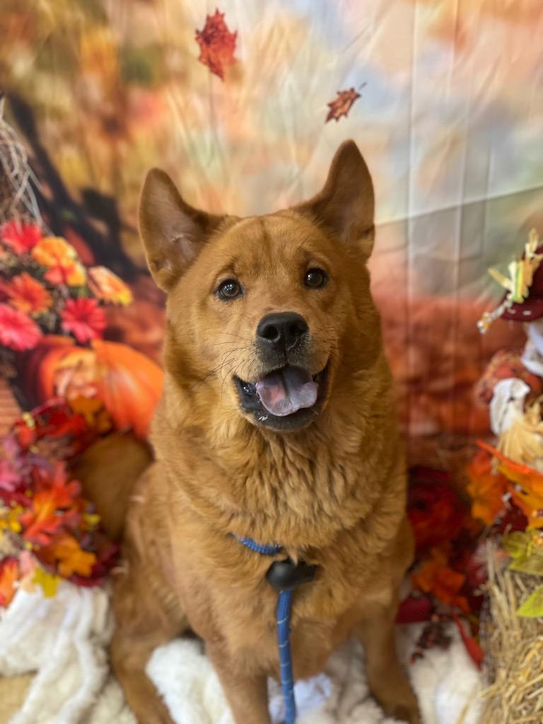 Enlarge PEANUT, a Adoptable Chow Chow in Wintersville, OH image 2/2