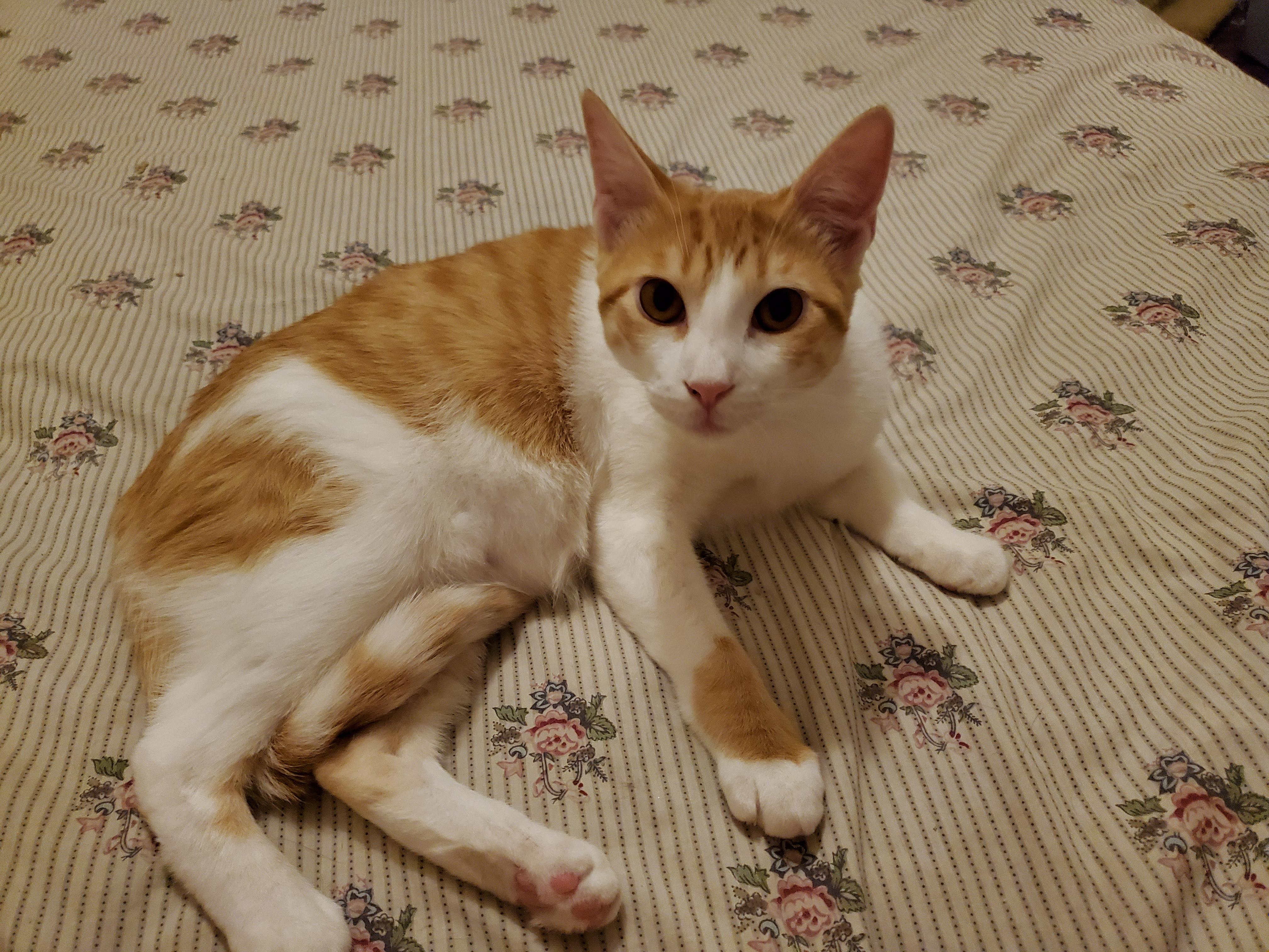 Bristol, a Adoptable Domestic Short Hair in Tucson, AZ image 1/2