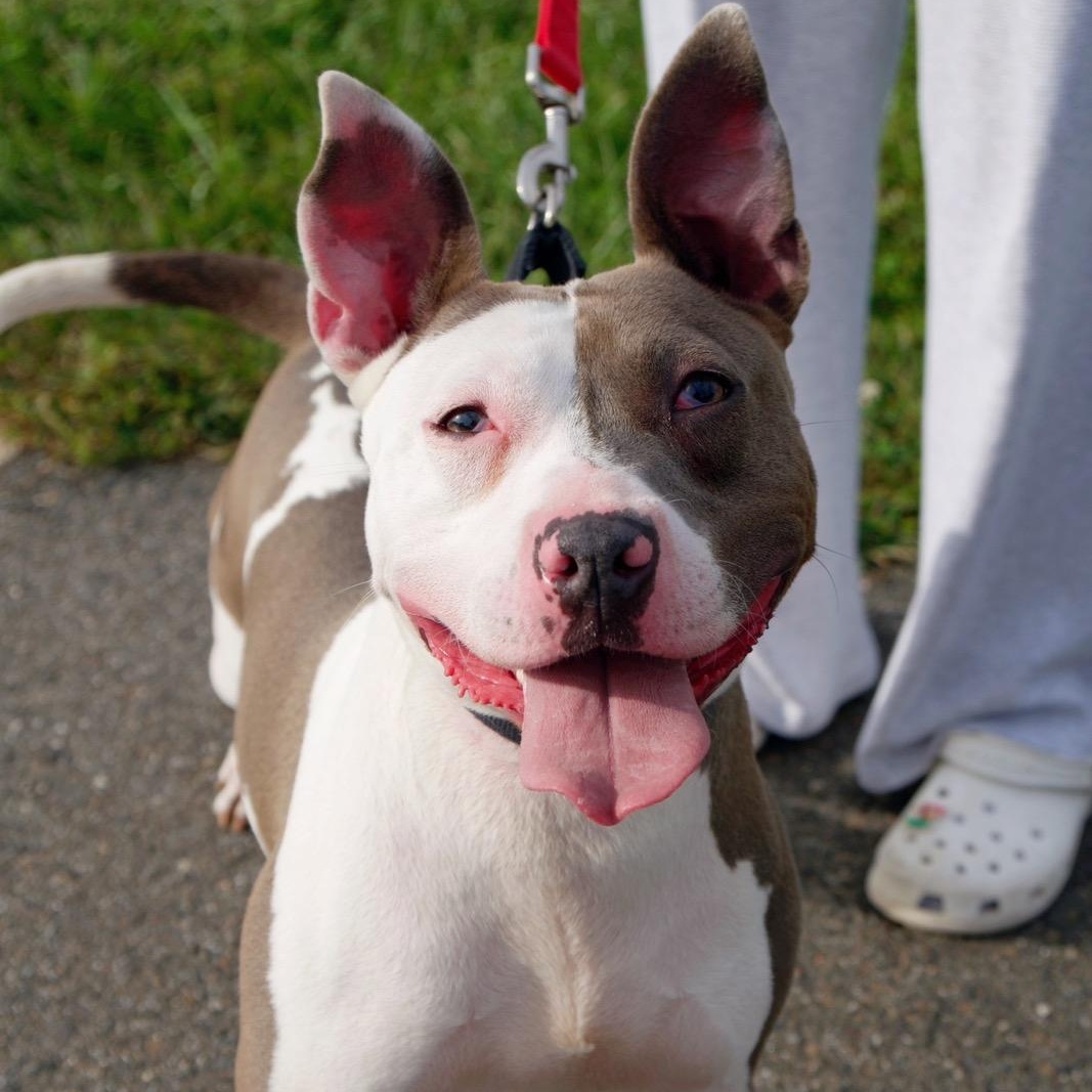 Mr. Worldwide, Adoptable, Young Male Pit Bull Terrier.