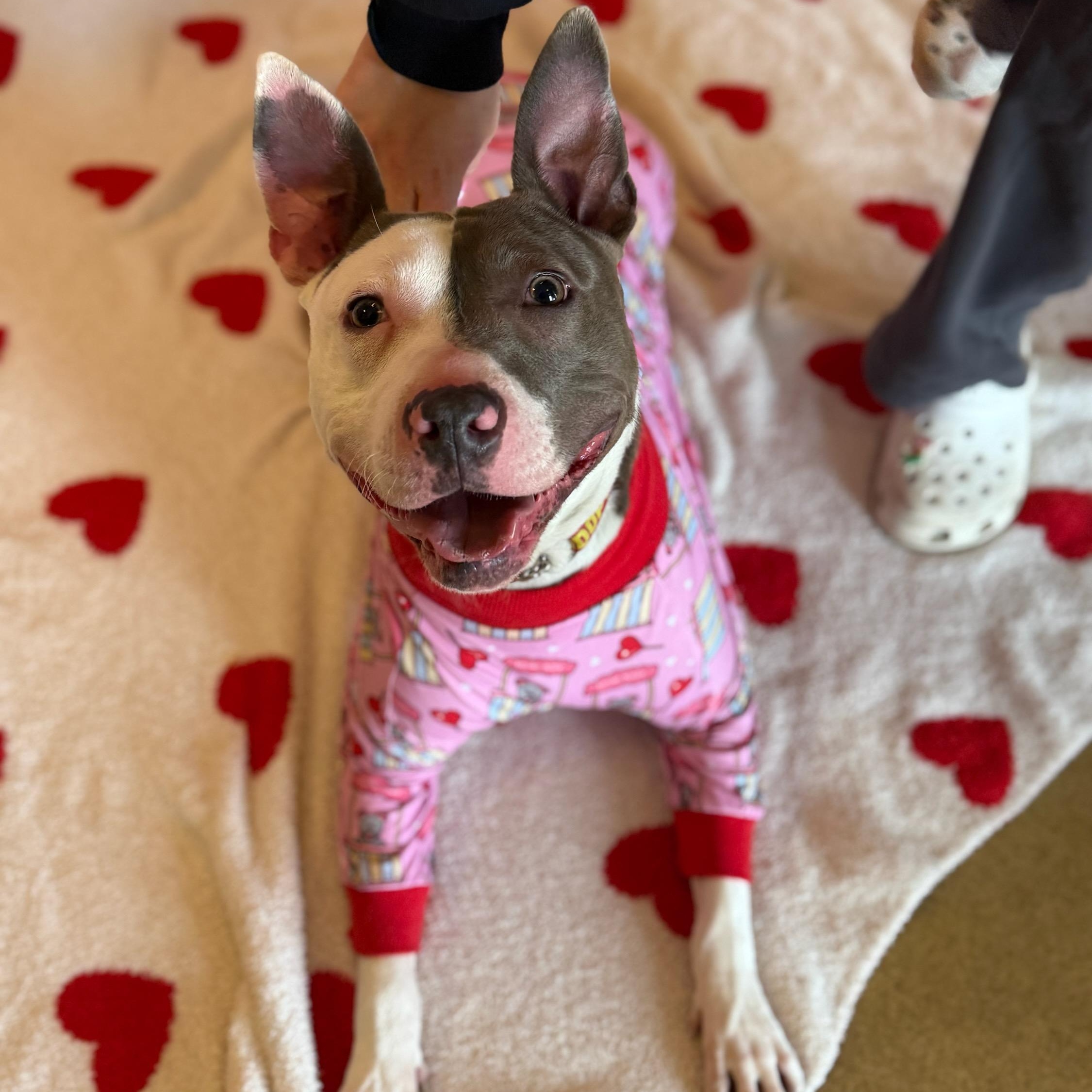 Enlarge Mr. Worldwide, a Adoptable mixed breed in Wayne, NJ image 2/6