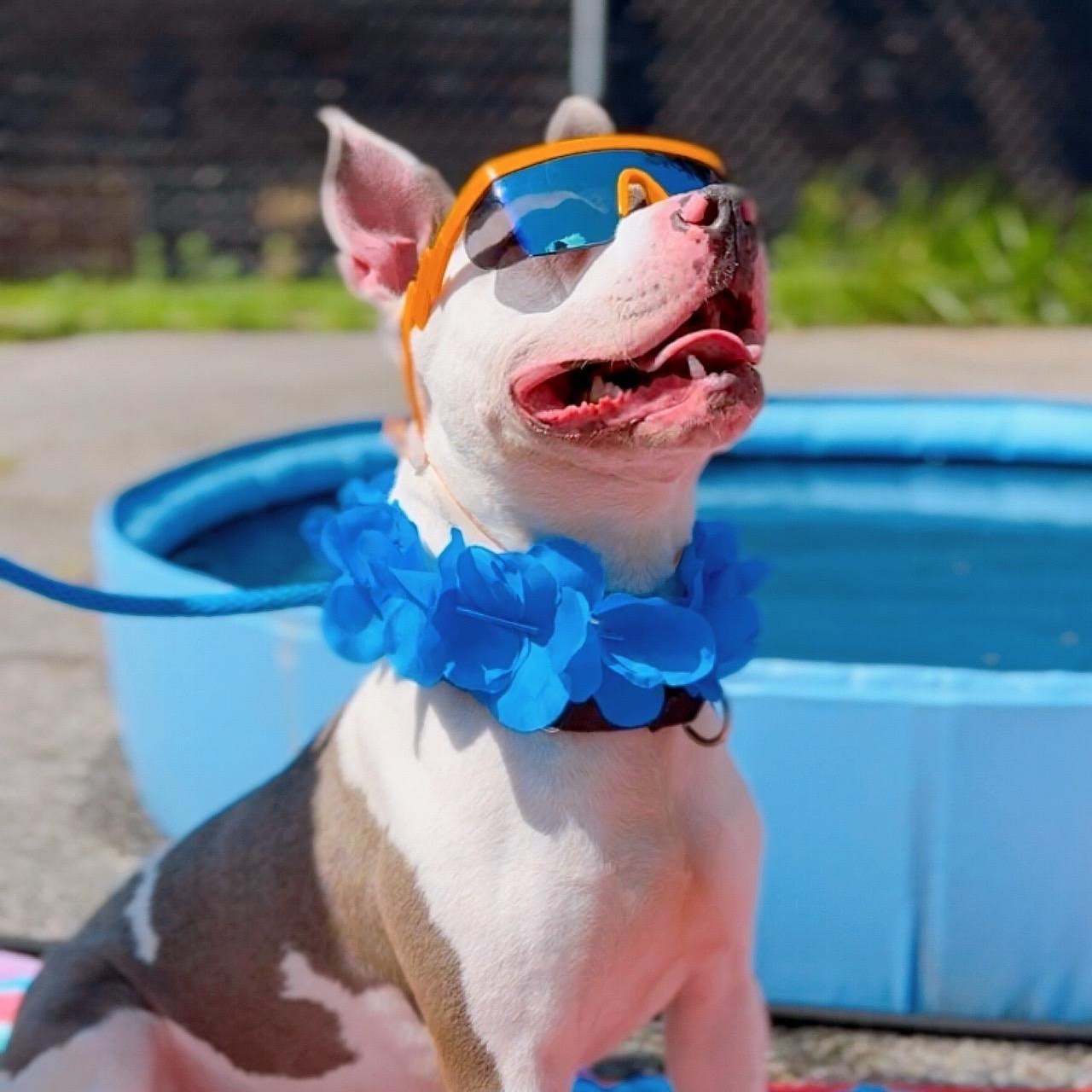 Enlarge Mr. Worldwide, a Adoptable mixed breed in Wayne, NJ image 4/6