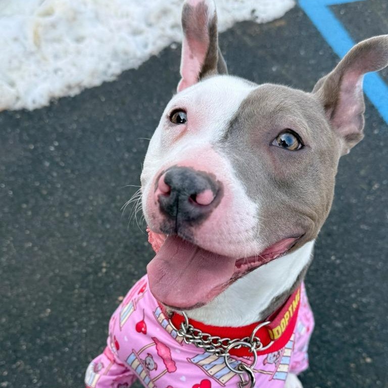 Enlarge Mr. Worldwide, a Adoptable mixed breed in Wayne, NJ image 1/6