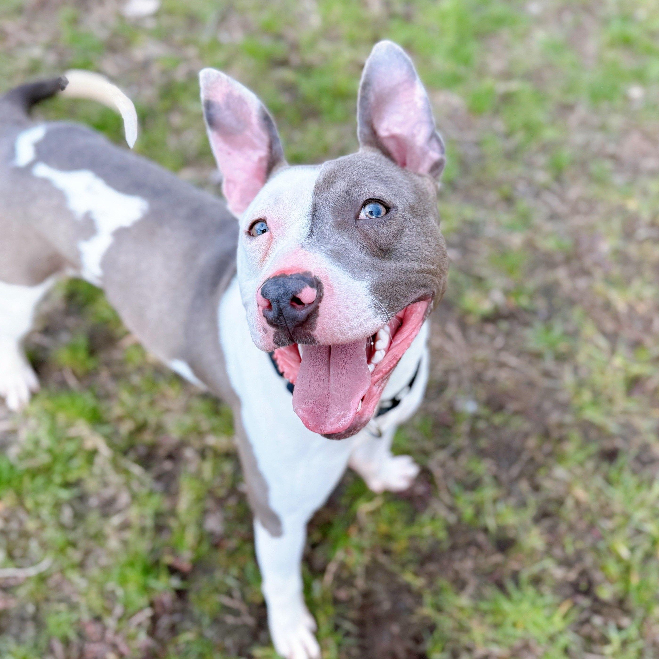 Enlarge Mr. Worldwide, a Adoptable mixed breed in Wayne, NJ image 6/6