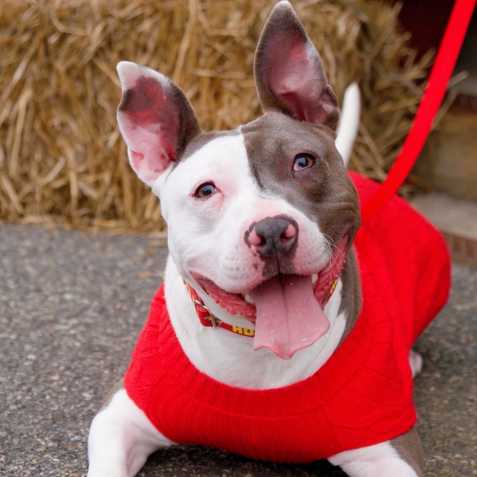 Enlarge Mr. Worldwide, a Adoptable mixed breed in Wayne, NJ image 2/6
