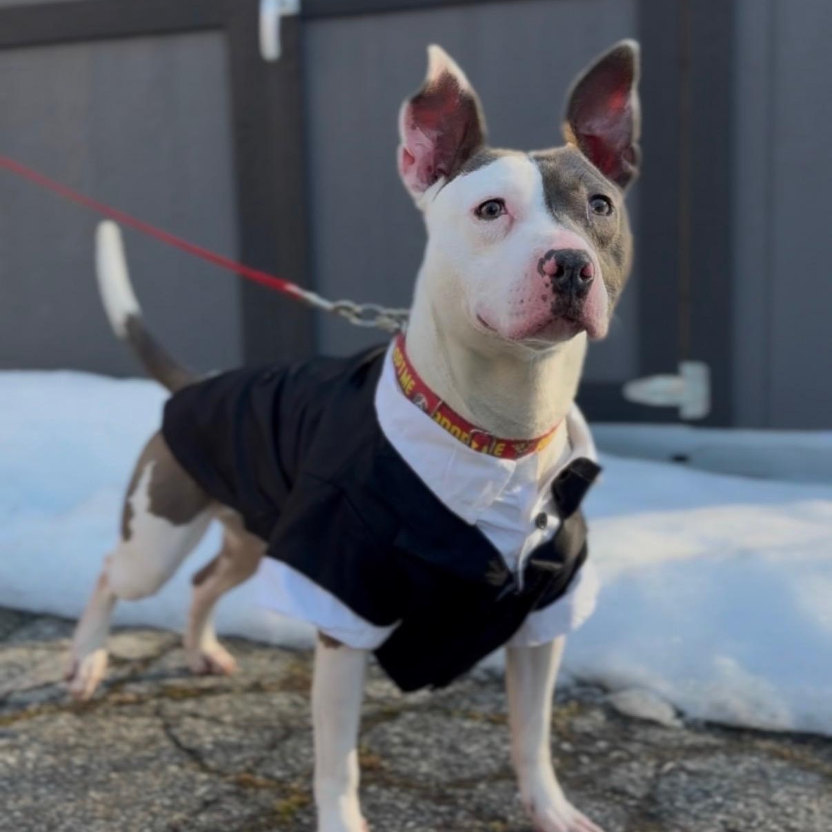 Enlarge Mr. Worldwide, a Adoptable mixed breed in Wayne, NJ image 3/6