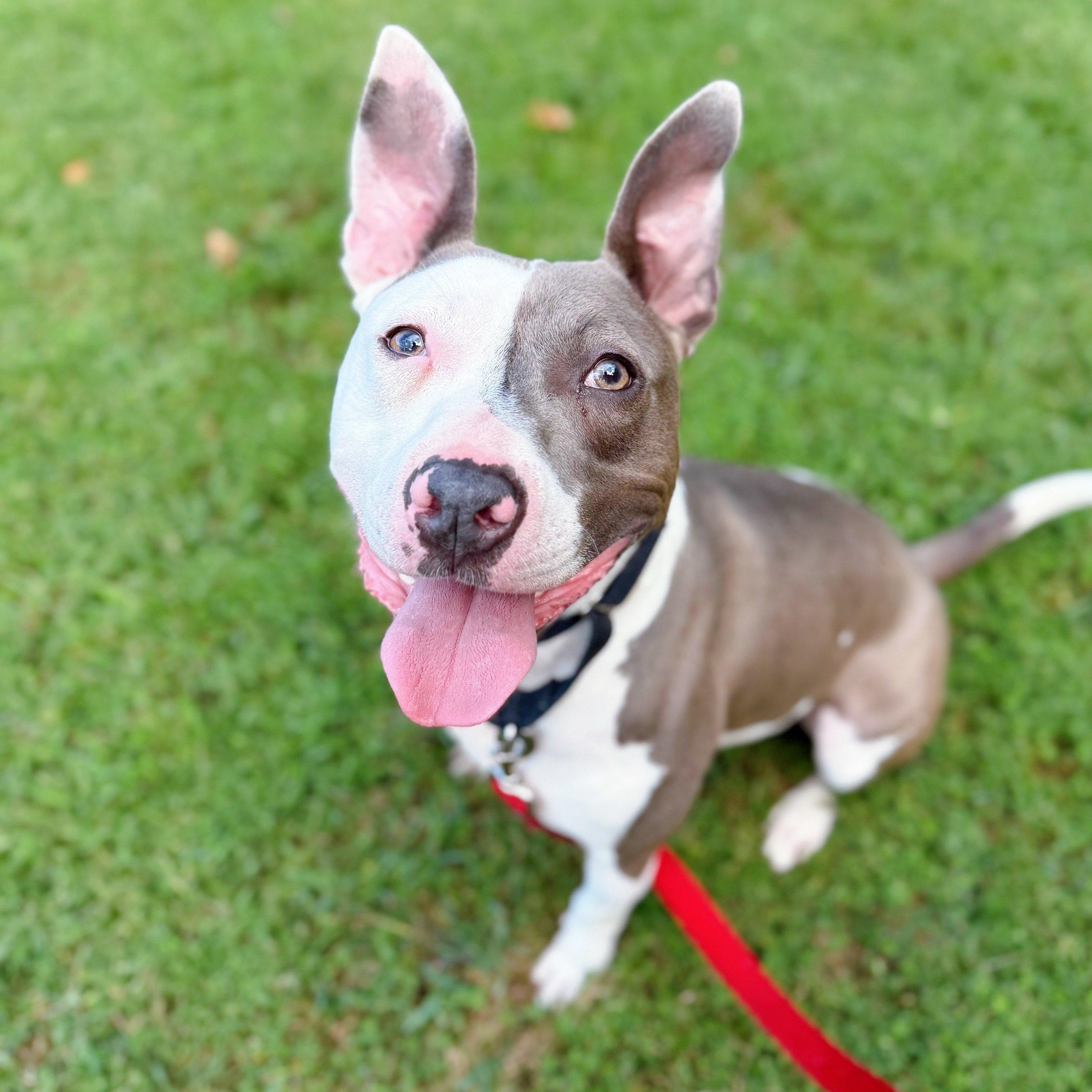 Enlarge Mr. Worldwide, a Adoptable mixed breed in Wayne, NJ image 5/6
