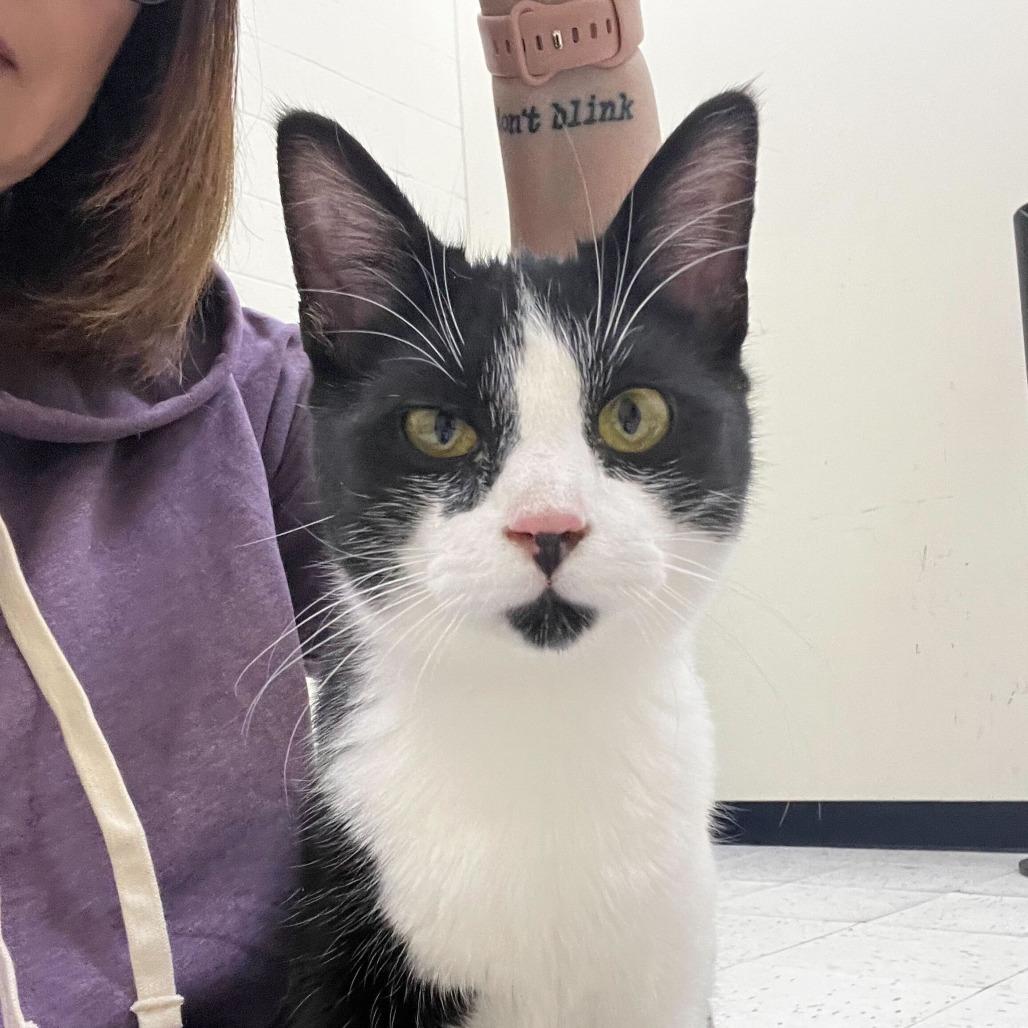 Marcello, Adoptable, Young Male Domestic Short Hair.