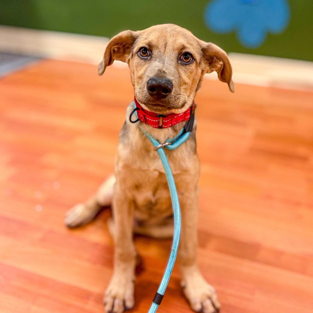 Sky, Adoptable, Puppy Male Labrador Retriever & Mixed Breed.