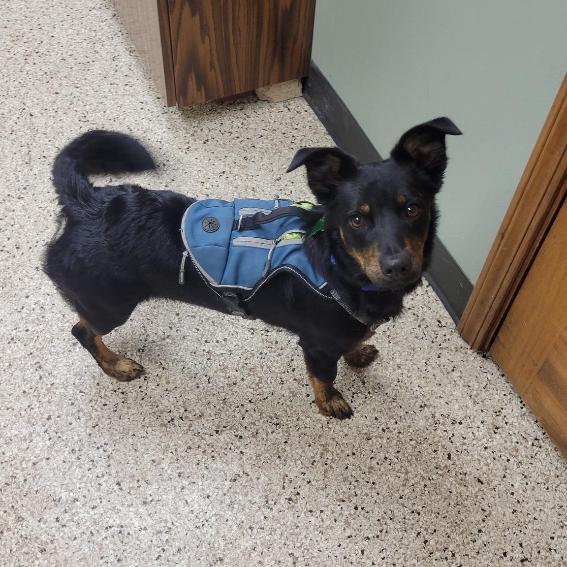 Enlarge Oscar Meyer, an adoptable mixed breed in Itasca, IL image 3/3