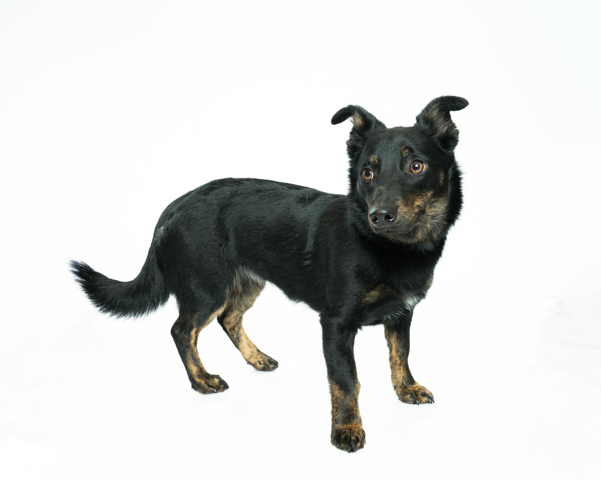 Oscar Meyer thumbnail 3