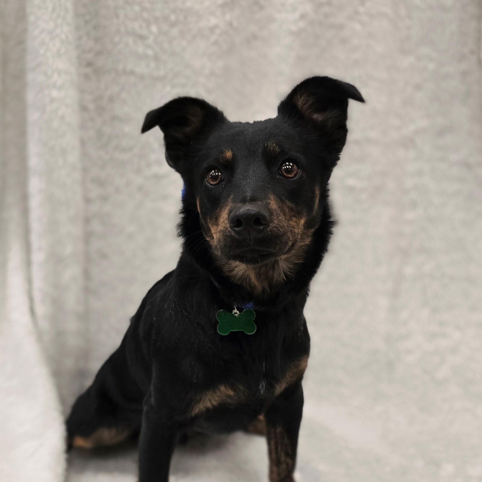 Enlarge Oscar Meyer, an adoptable mixed breed in Itasca, IL image 1/3