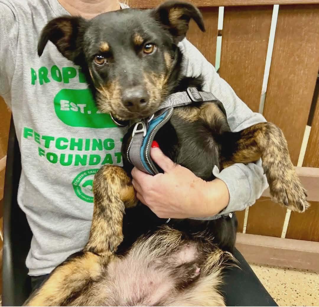 Oscar Meyer thumbnail 4