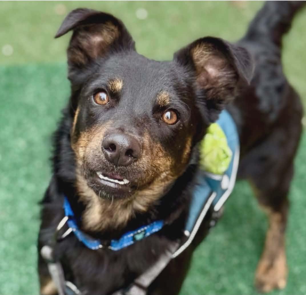 Oscar Meyer thumbnail 5