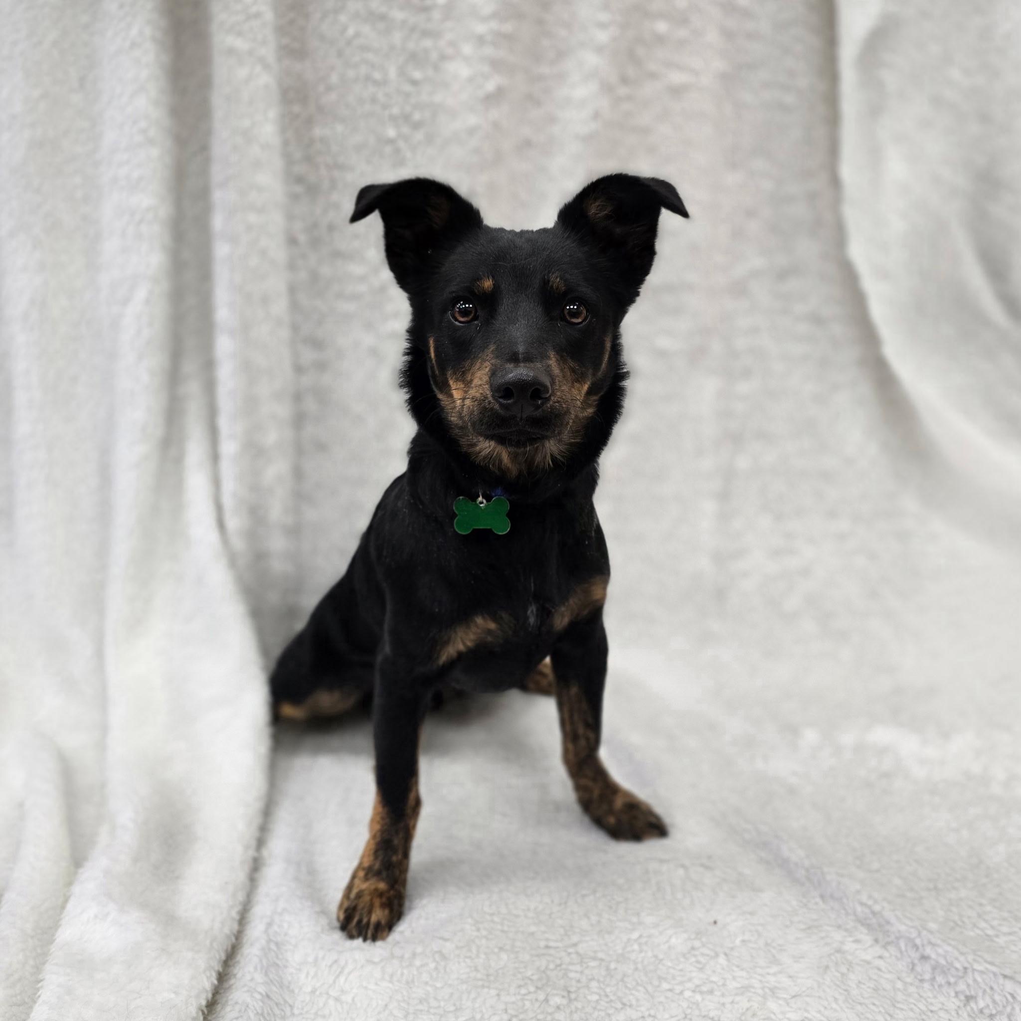 Enlarge Oscar Meyer, an adoptable mixed breed in Itasca, IL image 2/3
