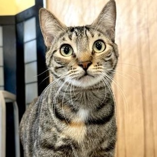 MILO, ADOPTABLE, Kitten Male Domestic Medium Hair.