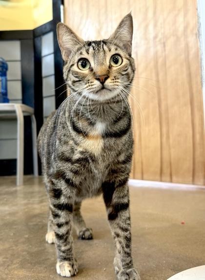 MILO, a ADOPTABLE mixed breed in Fernandina Beach, FL image 3/3