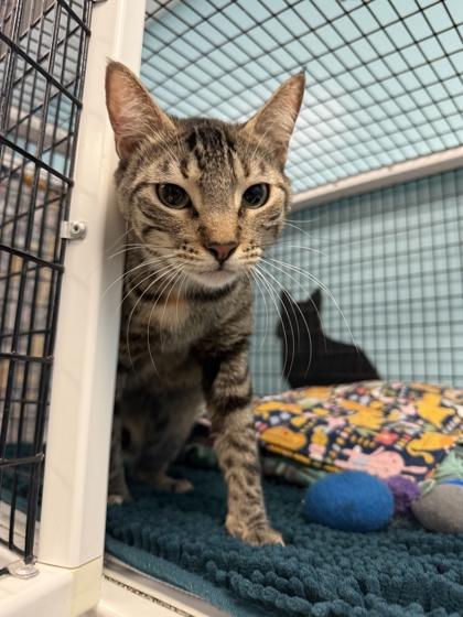 MILO, a ADOPTABLE mixed breed in Fernandina Beach, FL image 2/3
