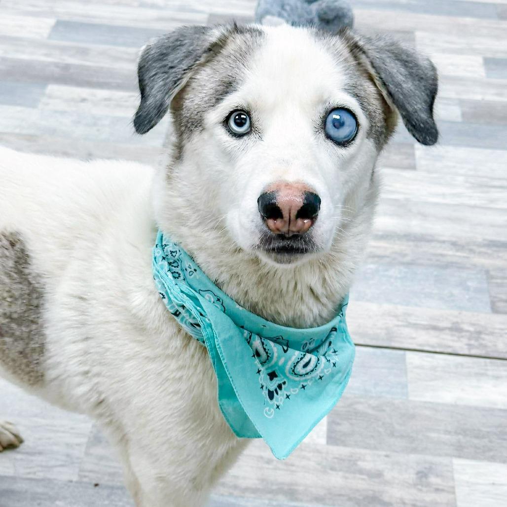 Bugg, Adoptable, Adult Female Husky.