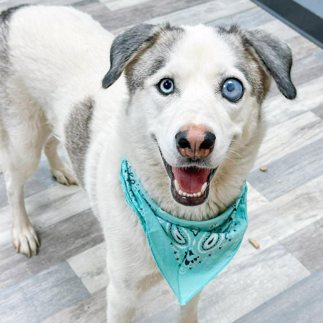 Enlarge Bugg, a Adoptable Husky in Lufkin, TX image 2/2
