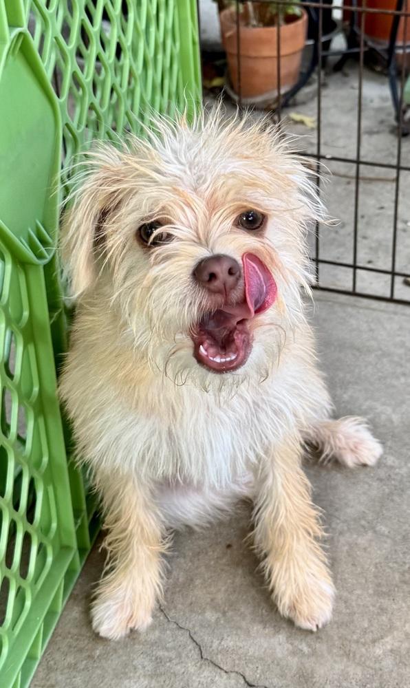 Spencer, Adoptable, Puppy Male Mixed Breed.