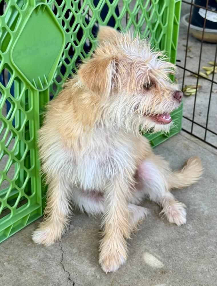 Spencer, a Adoptable mixed breed in San Diego, CA image 2/6