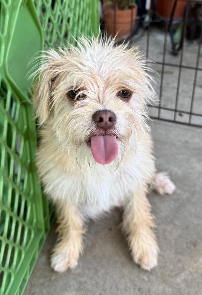 Spencer, a Adoptable mixed breed in San Diego, CA image 3/6
