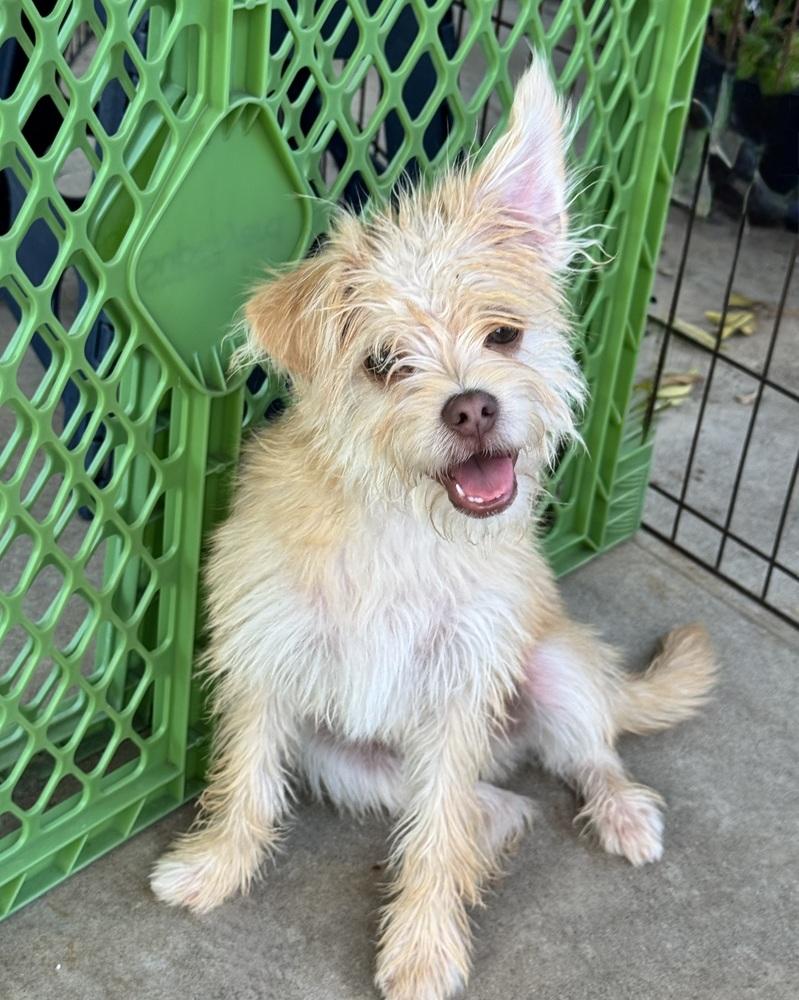 Spencer, a Adoptable mixed breed in San Diego, CA image 4/6