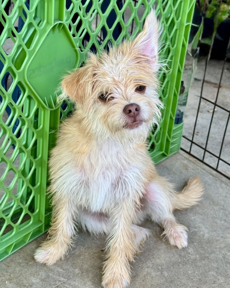 Spencer, a Adoptable mixed breed in San Diego, CA image 5/6