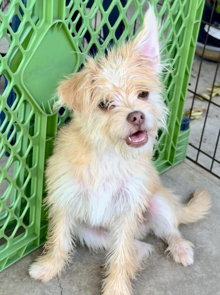 Spencer, a Adoptable mixed breed in San Diego, CA image 6/6