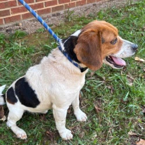 Reggie, Adoptable, Young Male Beagle & Mixed Breed.