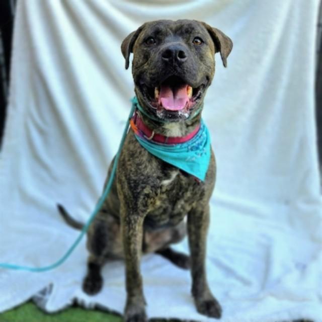 WILLOW, Adoptable, Young Female Pit Bull Terrier & Mixed Breed.