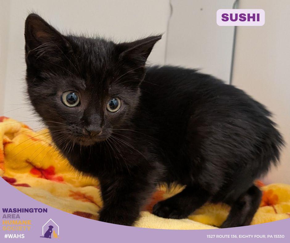 Enlarge Sushi, an adopted mixed breed in Eighty Four, PA image 1/1